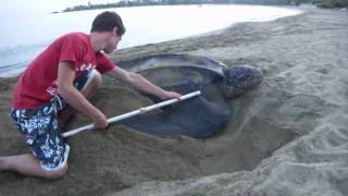 preview picture of video 'Turtle Covering Eggs in Tobago at Turtle Beach Resort'