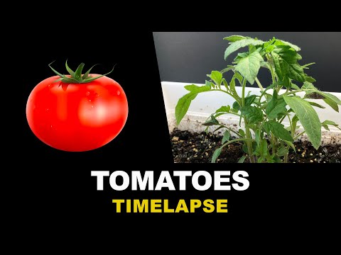 , title : 'Growing Tomatoes From Seeds Time Lapse (45 days)'