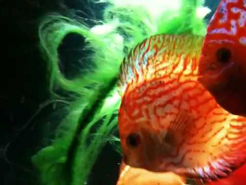 discus fish get disappointed about tour preparation