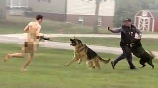 This is Why The Police Use These Dogs