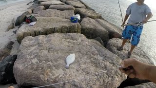 Peanut Bunker Rigged CAROLINA Style for Fluke Flounder & Sea Robins