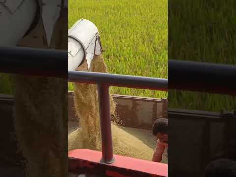 Kubota Harvesting| Harvester Videos | Kubota Stunts #youtubeshorts #shorts #viralvideo