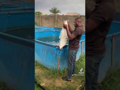 Feeding routine for catfish farm #catfishfarming #fyp