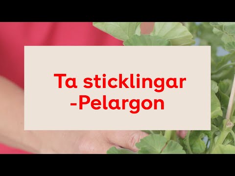 Ta sticklingar: Pelargon - så lyckas du