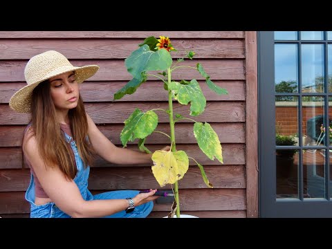 Chopping Down My Sunflowers & Saving Stalks and Seeds For Next Year’s Garden