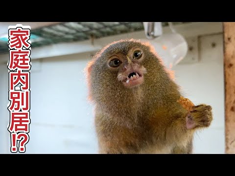 IUCN分類における絶滅の危険性を示す図。