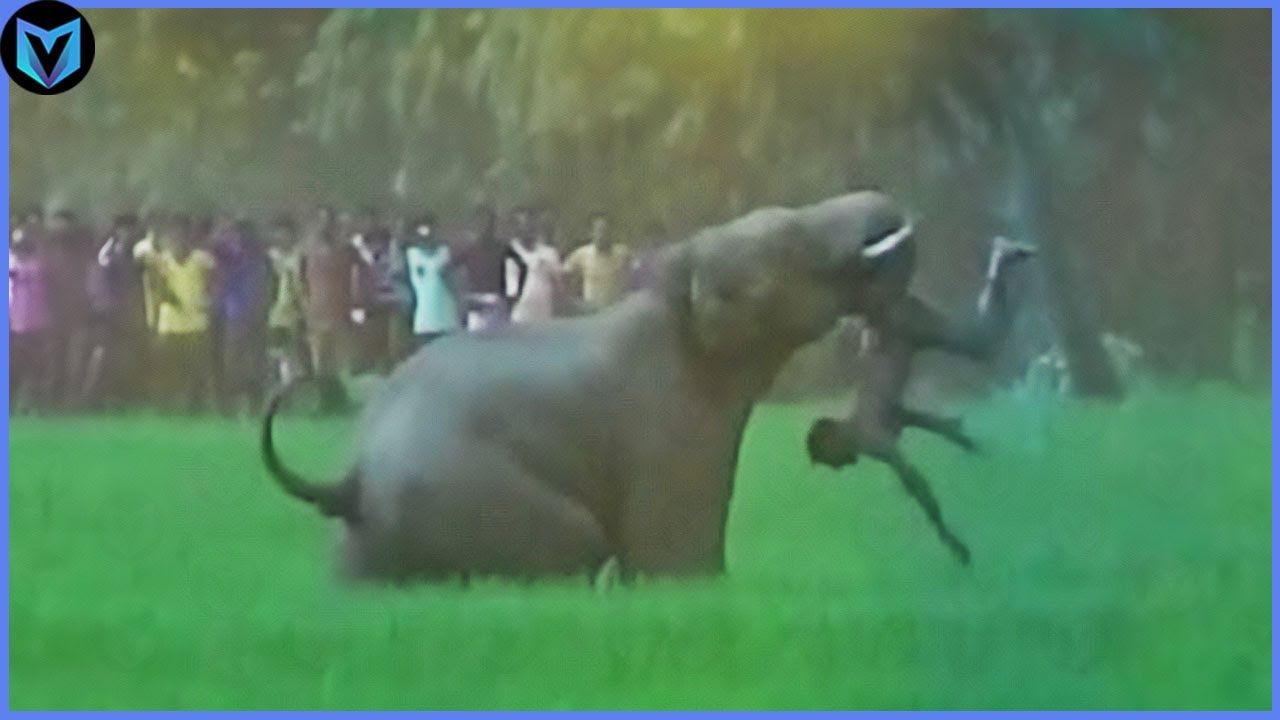 When Animals Go On A Rampage And Got Caught On Camera!