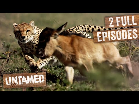 Baby Wildebeest Neo's First 1,000 Mile Migration | Born To Run | Untamed