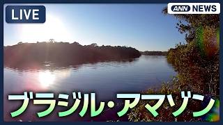アマゾン熱帯雨林の川辺から