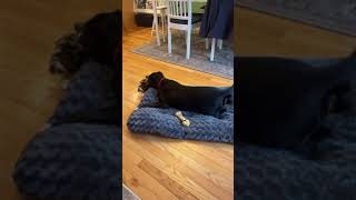 Video preview image #1 Labrador Retriever-Retriever  Mix Puppy For Sale in Washington, DC, USA