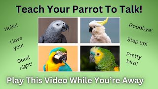 Teach Your Parrot To Talk and Say Common Phrases! Play This Video On Loop While Away - Female Voice
