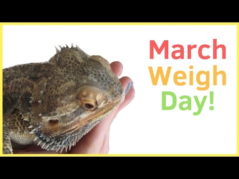 March Weigh Day! Weighing All My Animals