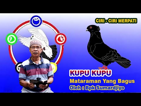 , title : 'Ciri - ciri Merpati Kupu - kupu Mataraman Yang Bagus ll Oleh Bapak Sumardjiyo ( Pak Jiyo )'