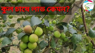 কুল চাষে লাভ কেমন? কখন করবেন? কিভাবে করবেন? কোন জাতের গাছ লাগাবেন?