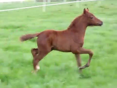 RM Quarisma v. Sietland´s Quincy