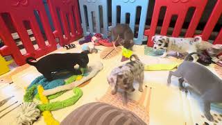 Video preview image #12 Chihuahua Puppy For Sale in CHARLESTON, AR, USA