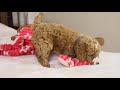 Goldendoodle dogs for sale: Ralphie - Video 1