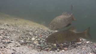 preview picture of video 'Fish Temagami - Smallmouth Bass Spawning'