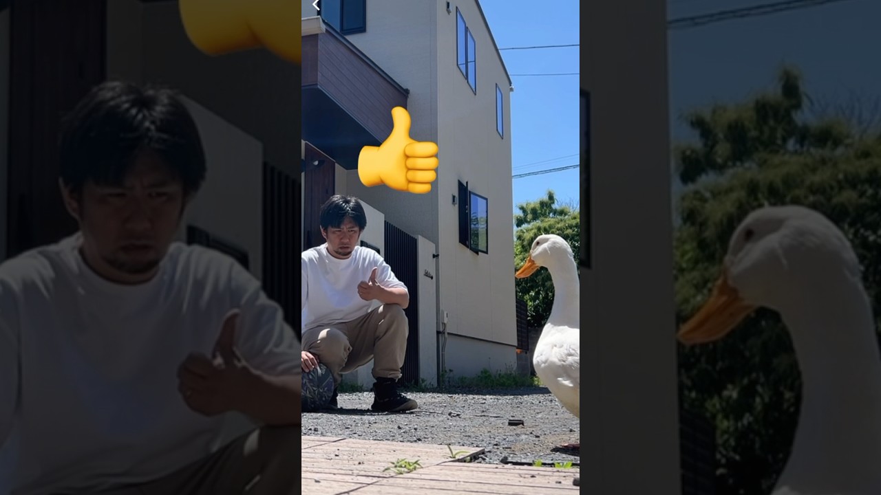 アヒル監督とバスケ　#shorts #duck  #basketball