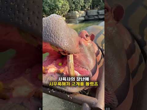 사육사는 하마에게 작은 포도알 하나만 줬어요❤️‍🩹