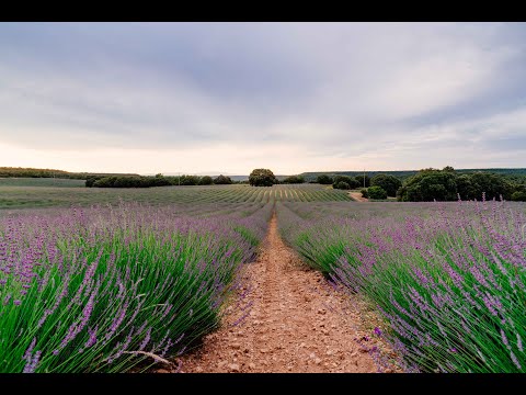 Frequency of Happiness: Music to Release Serotonin, Dopamine and Endorphins - Relaxing Music