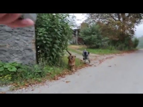 Odganjalec psov Dazer II odžene neprivezanega psa