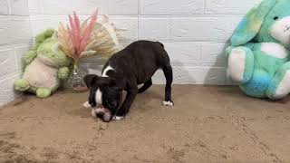 ボストンテリアの動画01