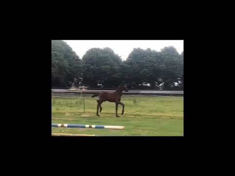 Fürst Jazz - Sir Donnerhall Stutfohlen, Rappe