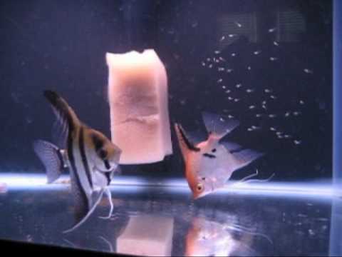 Breeding Freshwater Angelfish