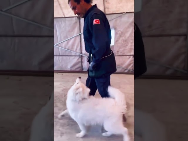 Temel İtaat Eğitimi