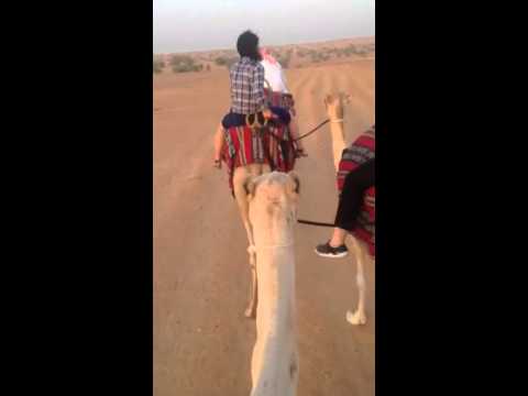 Camel riding at Al Maha