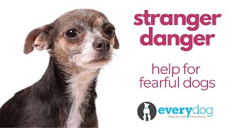 Stranger Danger- Training Dogs That are Scared of Strangers or Bark, Growl, or Bite at New People