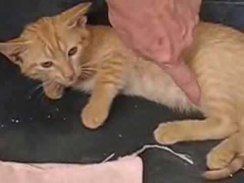 Lele, Plata, Bibi, Lili i Teo