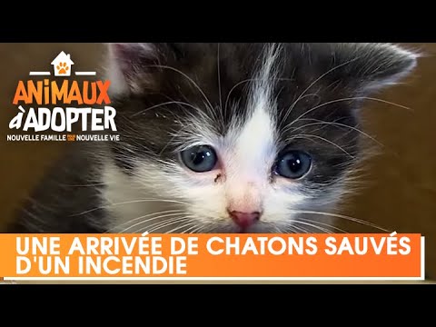 Kittens rescued from a fire arrive at the SPA - Animals for Adoption