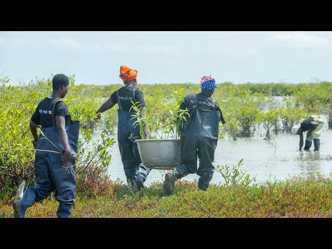 Mangroves of Life: Restoring Biodiversity in the Keta Lagoon | Terraformation Projects