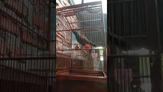 Download lagu Poksay mantel betina suara keras mp3 Download lagu Poksay mantel betina suara keras mp3