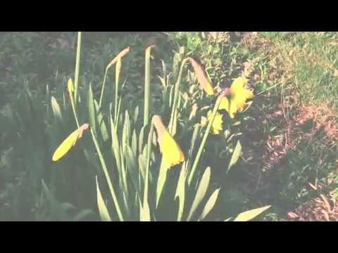 Liz Frencham - Daffodils (first draft demo) 2013