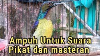 Download lagu kolibri kelapa | wiceh | manggar | korlap ampuh untuk suara pikat dan masteran gacor mp3