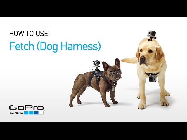 GoPro Fetch harnais pour chien (Fixations diverses, Universel, Héros 7,  Action Osmo) - digitec