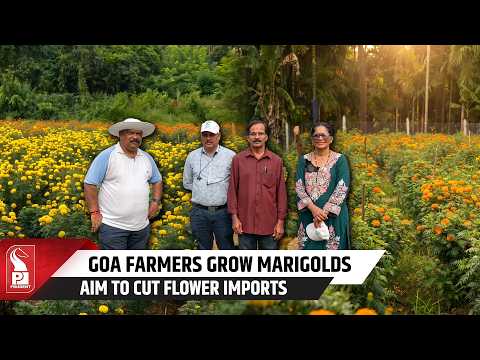 Marigold Cultivation Blooms Into Success In Anjunem Irrigation Project Area