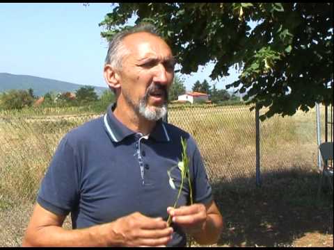 Rasljar bez greske pronalazi vodu