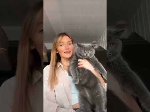 How many cats do you have?🫶🏻 #catlove #cats