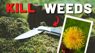 Kill Lawn Weeds - Get rid of Dandilion, Clover, Chick Weed