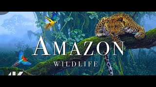 Download lagu A wonderful bedroom with a song by Nancy Ajram, the magic of eyes and looks mp3