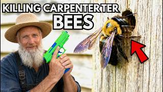 KILL Amish Carpenter Bees Fast & Stop Damage NOW!
