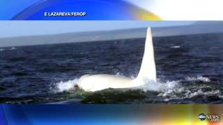 Rare Albino Killer Whale Spotted in Pacific Ocean   Video - ABC News.mp4