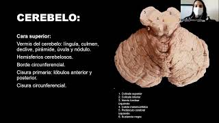 Tronco encefálico y cerebelo - Anatomía