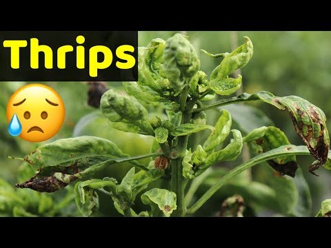 थ्रिप्स - Thrips Attack and Control all Information in Hindi | Indian Farmer