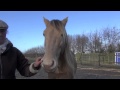 Hypnoses Of A Horse As A Way To Connect And Relate To Your Horse