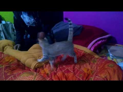 Real devil hidden inside a cat now revealed...